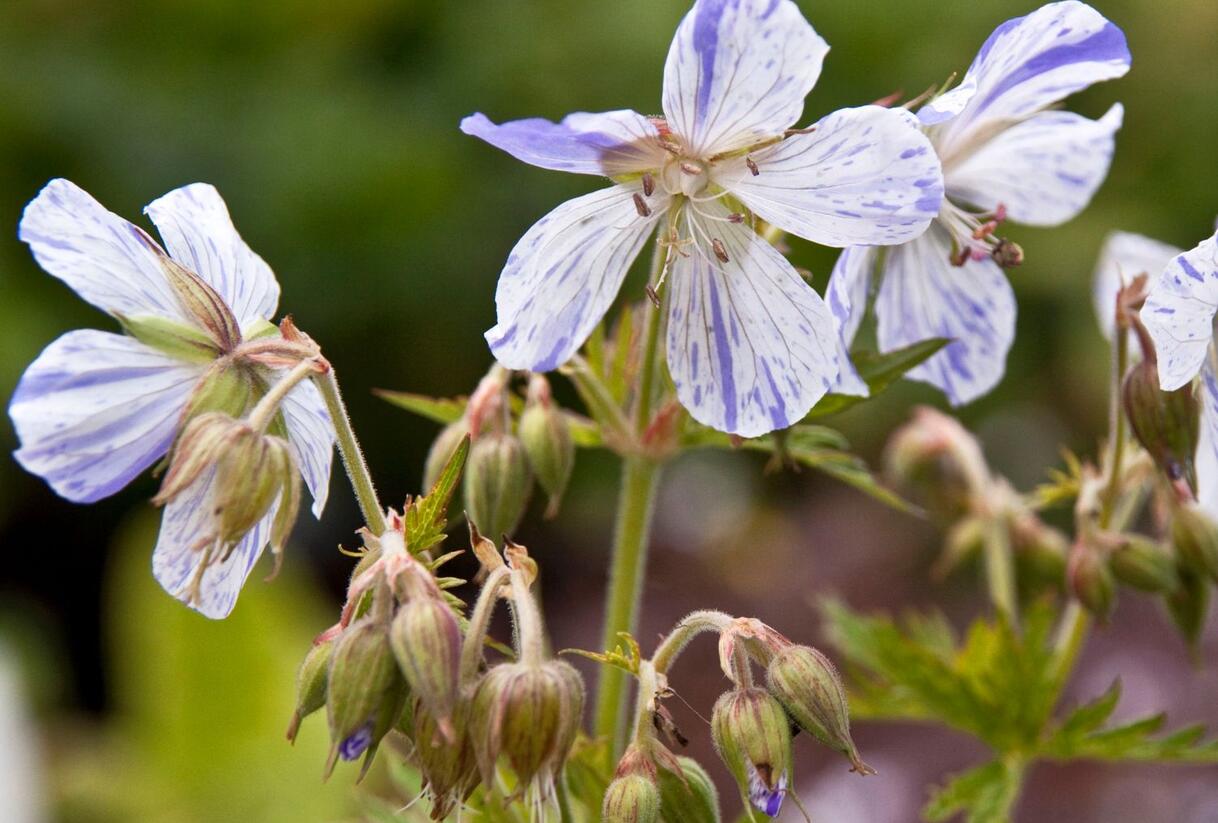 Kakost luční 'Striatum' - Geranium pratense 'Striatum'