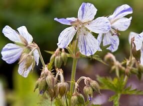 Kakost luční 'Striatum' - Geranium pratense 'Striatum'