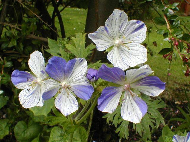 Kakost luční 'Striatum' - Geranium pratense 'Striatum'