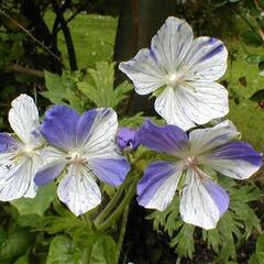 Kakost luční 'Striatum' - Geranium pratense 'Striatum'