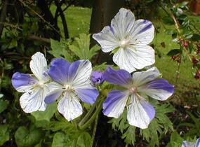 Kakost luční 'Striatum' - Geranium pratense 'Striatum'
