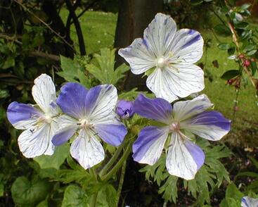 Kakost luční 'Striatum'