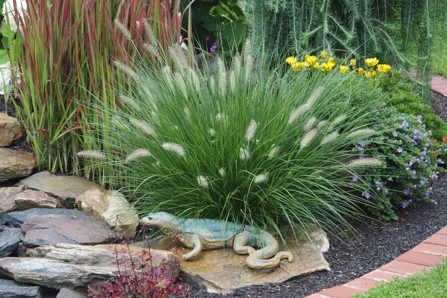 Dochan psárkovitý 'Hameln' - Pennisetum alopecuroides 'Hameln'