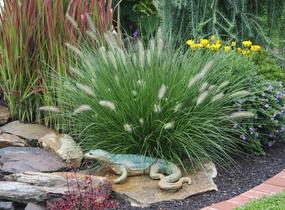 Dochan psárkovitý 'Hameln' - Pennisetum alopecuroides 'Hameln'