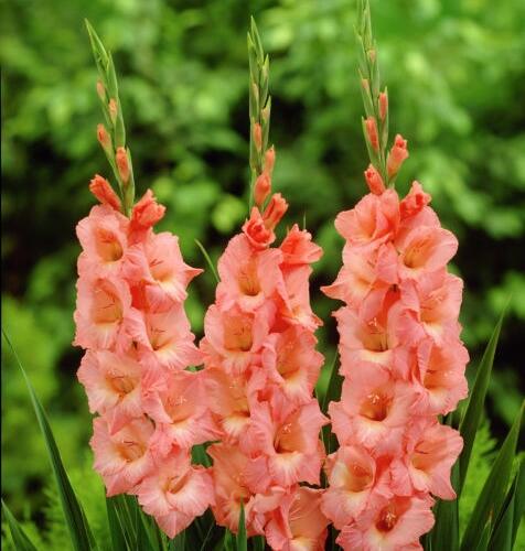 Mečík 'Spic & Span' - Gladiolus 'Spic & Span'