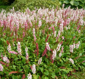 Rdesno - Bistorta affinis