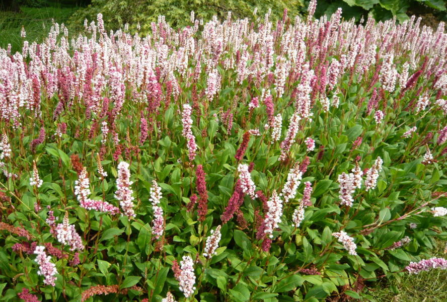 Rdesno - Bistorta affinis