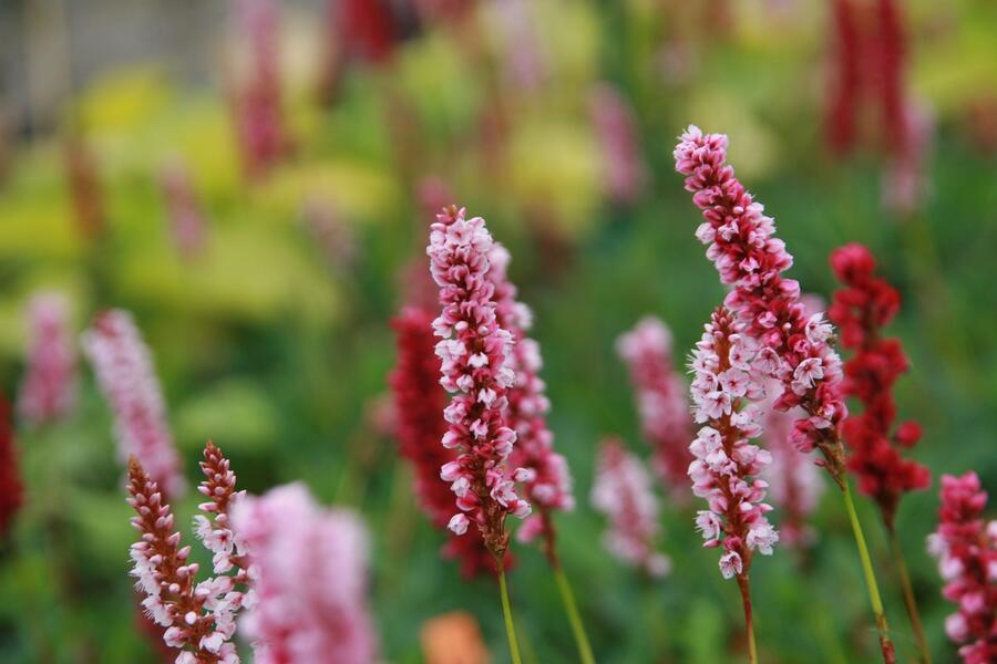 Rdesno - Bistorta affinis