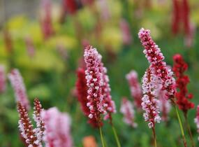 Rdesno - Bistorta affinis