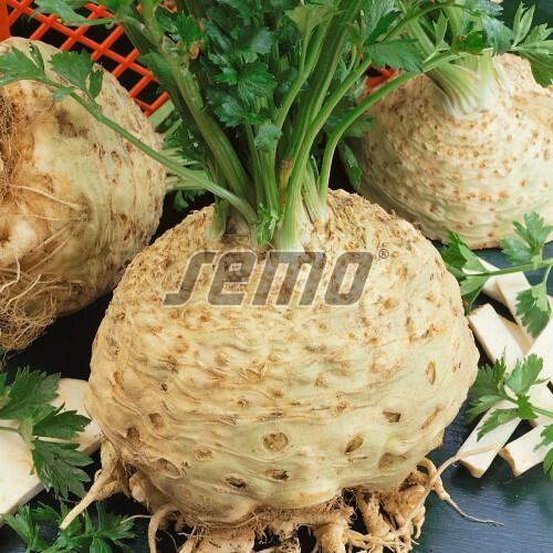 Celer miřík - Apium graveolens