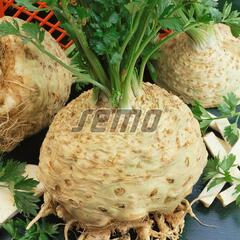 Celer miřík - Apium graveolens