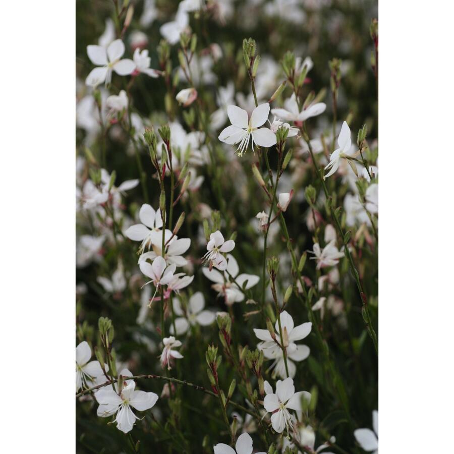 Svíčkovec 'Short Form White' - Gaura lindheimeri 'Short Form White'