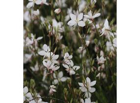 Svíčkovec 'Short Form White' - Gaura lindheimeri 'Short Form White'