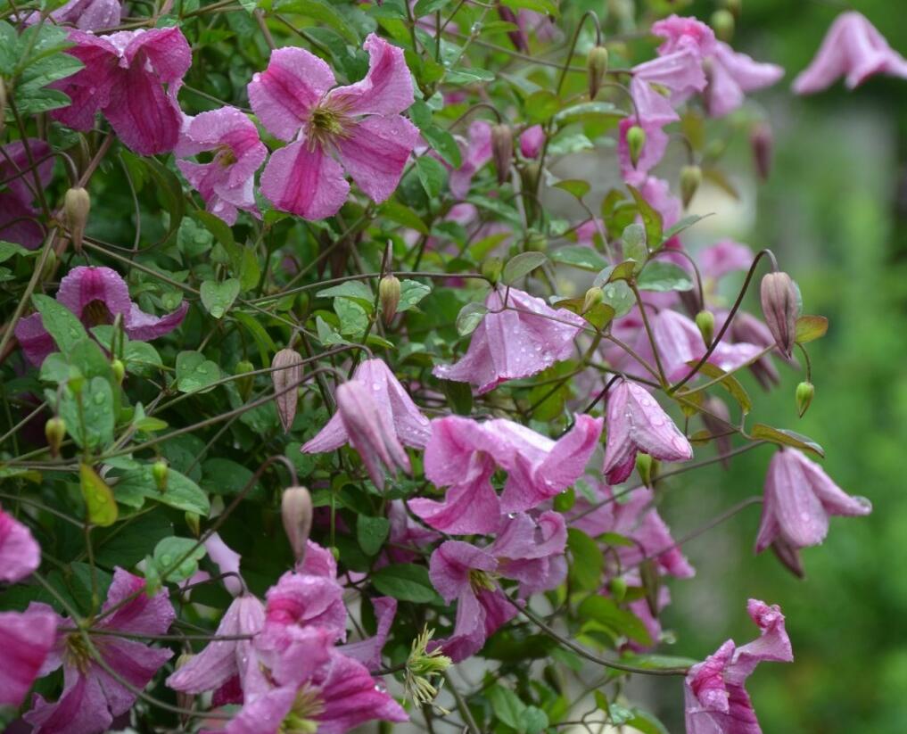 Plamének vlašský 'Krakowiak' - Clematis viticella 'Krakowiak'