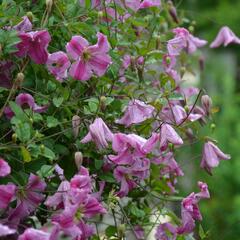 Plamének vlašský 'Krakowiak' - Clematis viticella 'Krakowiak'