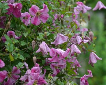 Plamének vlašský 'Krakowiak'