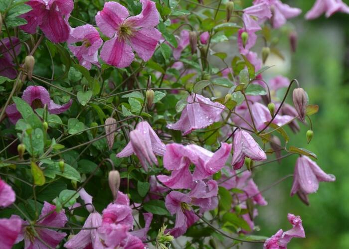 Plamének vlašský 'Krakowiak' - Clematis viticella 'Krakowiak'