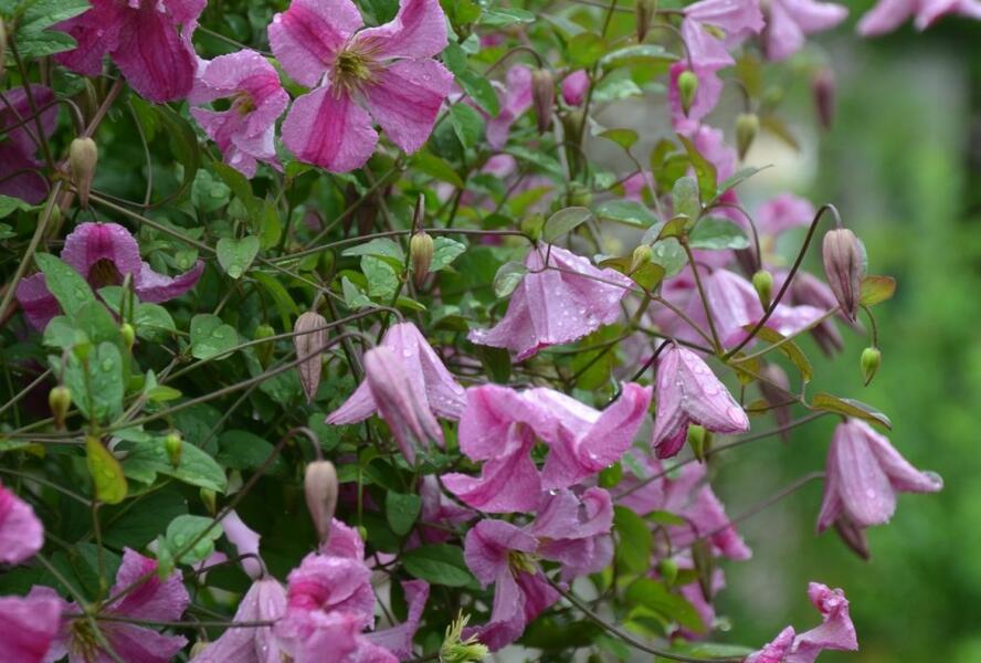Plamének vlašský 'Krakowiak' - Clematis viticella 'Krakowiak'