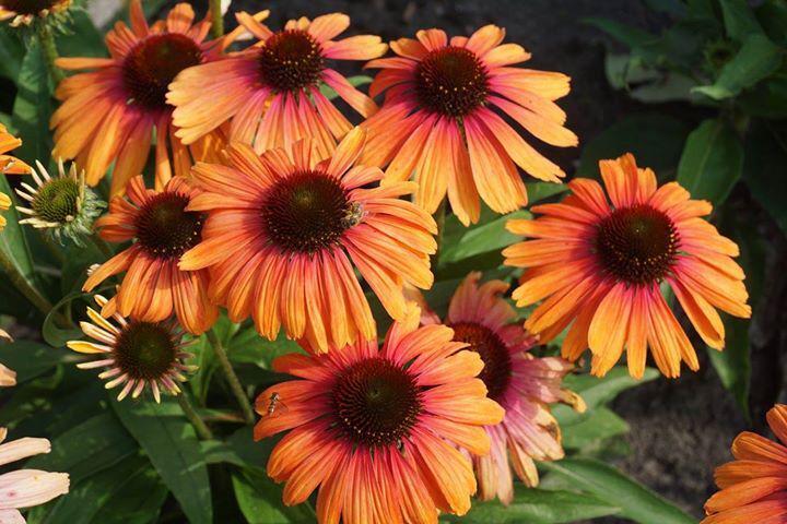 Třapatkovka nachová 'Rainbow Marcella' - Echinacea purpurea 'Rainbow Marcella'