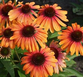 Třapatkovka nachová 'Rainbow Marcella' - Echinacea purpurea 'Rainbow Marcella'