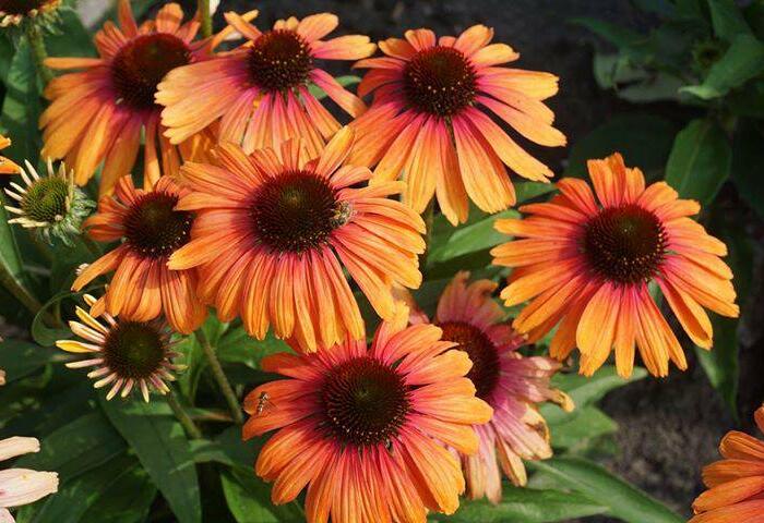 Třapatka nachová 'Rainbow Marcella' - Echinacea purpurea 'Rainbow Marcella'