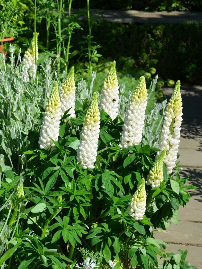 Lupina mnoholistá 'Lupini White' - Lupinus polyphyllus 'Lupini White'