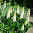 Lupina mnoholistá 'Lupini White' - Lupinus polyphyllus 'Lupini White'