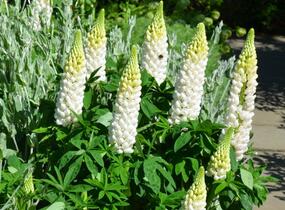 Lupina mnoholistá 'Lupini White' - Lupinus polyphyllus 'Lupini White'