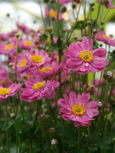 Sasanka hupejská 'Pretty Lady Emily' - Anemone hupehensis 'Pretty Lady Emily'