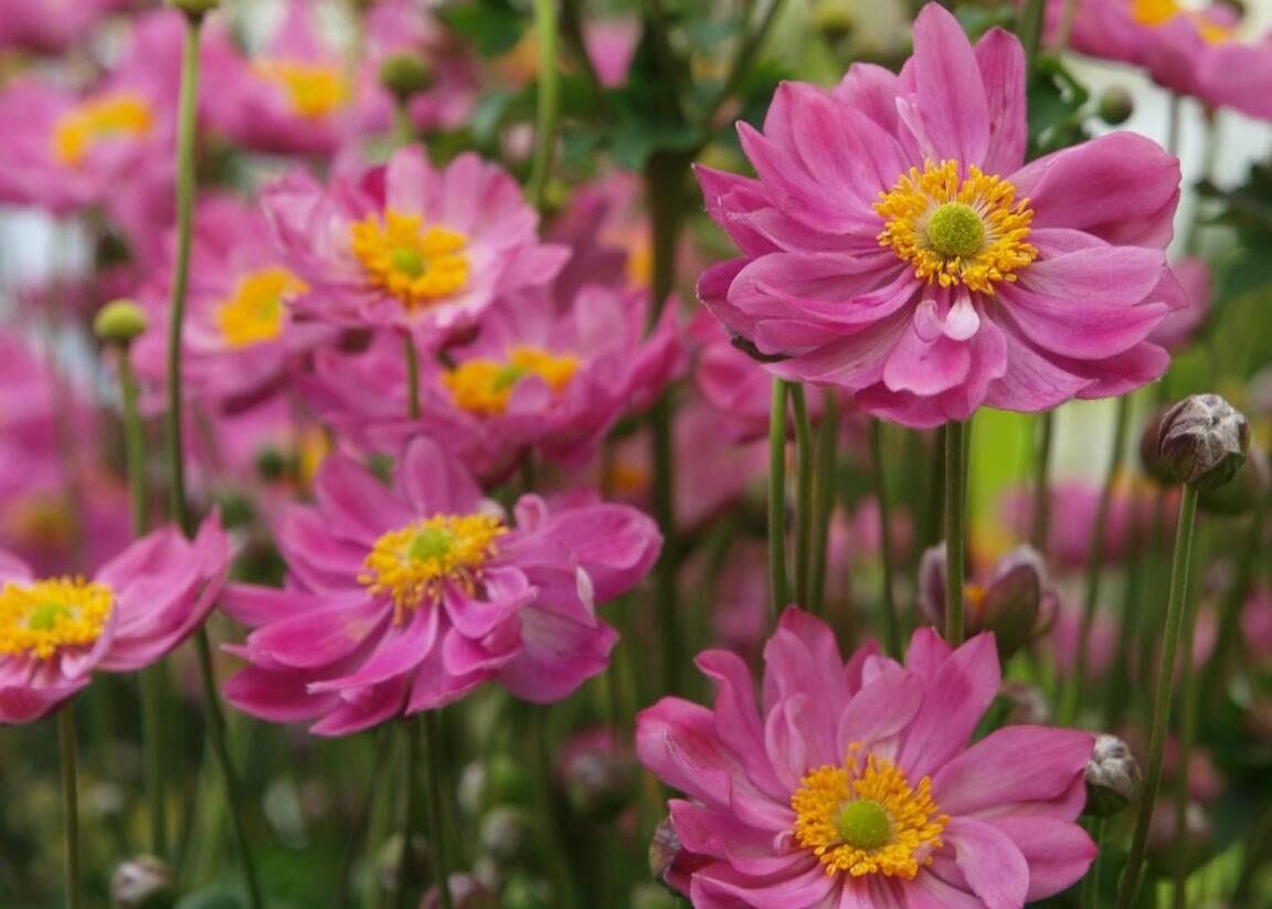 Sasanka hupejská 'Pretty Lady Emily' - Anemone hupehensis 'Pretty Lady Emily'