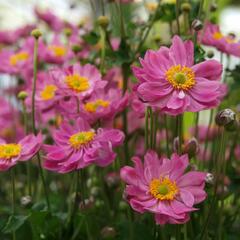 Sasanka hupejská 'Pretty Lady Emily' - Anemone hupehensis 'Pretty Lady Emily'