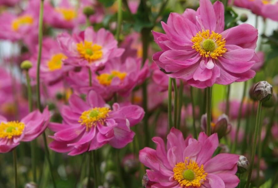Sasanka hupejská 'Pretty Lady Emily' - Anemone hupehensis 'Pretty Lady Emily'