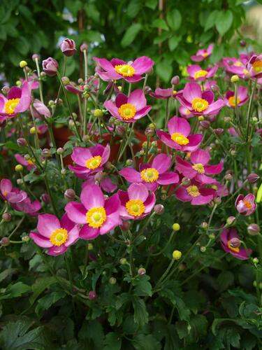 Sasanka 'Pretty Lady Susan' - Anemone hupehensis 'Pretty Lady Susan'