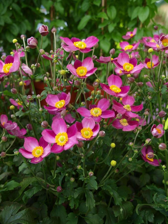 Sasanka 'Pretty Lady Susan' - Anemone hupehensis 'Pretty Lady Susan'