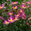 Sasanka 'Pretty Lady Susan' - Anemone hupehensis 'Pretty Lady Susan'