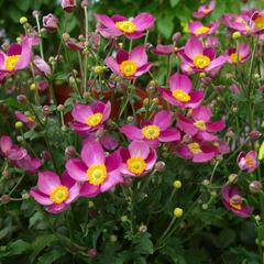 Sasanka 'Pretty Lady Susan' - Anemone hupehensis 'Pretty Lady Susan'
