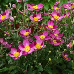 Sasanka hupejská  'Pretty Lady Susan' - Anemone hupehensis 'Pretty Lady Susan'