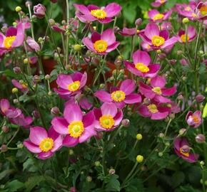 Sasanka hupejská  'Pretty Lady Susan' - Anemone hupehensis 'Pretty Lady Susan'