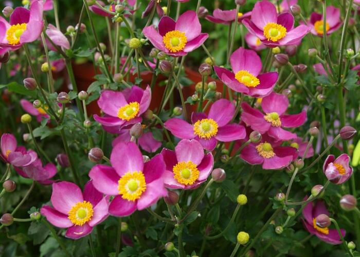 Sasanka 'Pretty Lady Susan' - Anemone hupehensis 'Pretty Lady Susan'