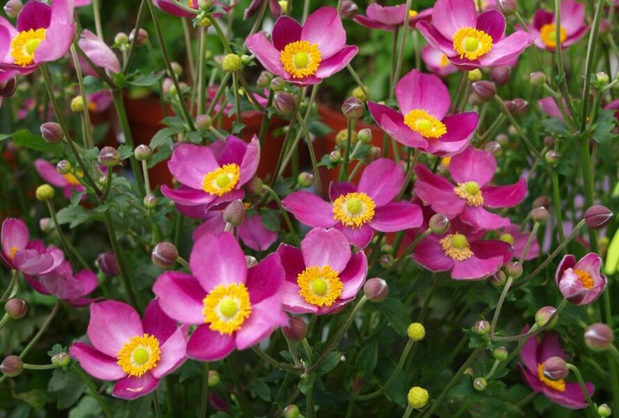 Sasanka hupejská 'Pretty Lady Susan' - Anemone hupehensis 'Pretty Lady Susan'