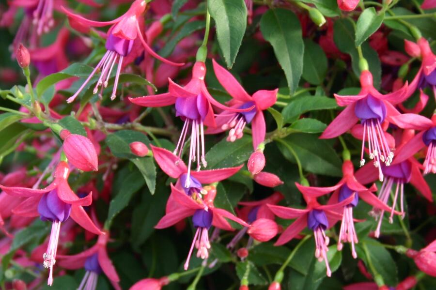 Fuchsie, čílko 'Windchimes Rose Purple' - Fuchsia hybrida 'Windchimes Rose Purple'