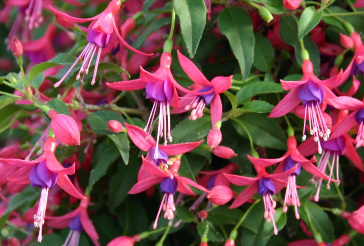 Fuchsie, čílko 'Windchimes Rose Purple' - Fuchsia hybrida 'Windchimes Rose Purple'