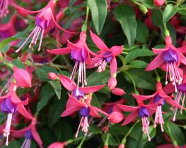 Fuchsie, čílko 'Windchimes Rose Purple'