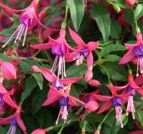 Fuchsie, čílko 'Windchimes Rose Purple' - Fuchsia hybrida 'Windchimes Rose Purple'