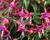Fuchsie, čílko 'Windchimes Rose Purple'