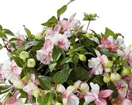 Fuchsie, čílko 'Fuchsini Double Pink White'