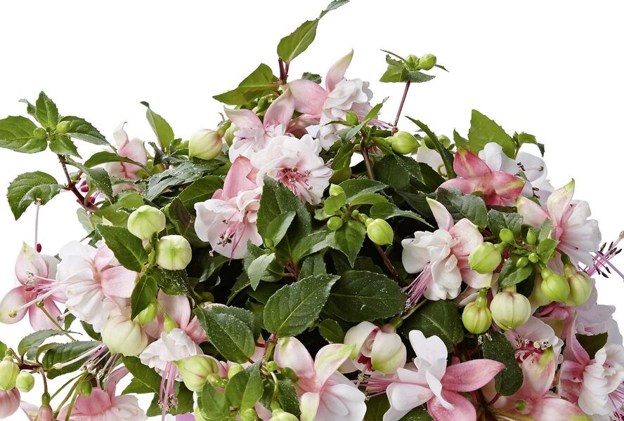 Fuchsie, čílko 'Fuchsini Double Pink White' - Fuchsia hybrida 'Fuchsini Double Pink White'
