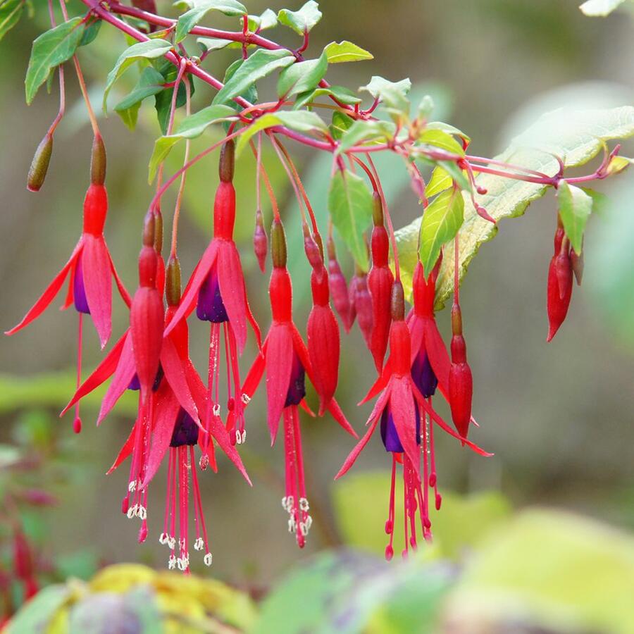 Fuchsie, čílko 'Riccartonii' - Fuchsia magellanica 'Riccartonii'