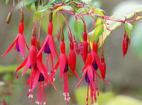 Fuchsie, čílko 'Riccartonii' - Fuchsia magellanica 'Riccartonii'