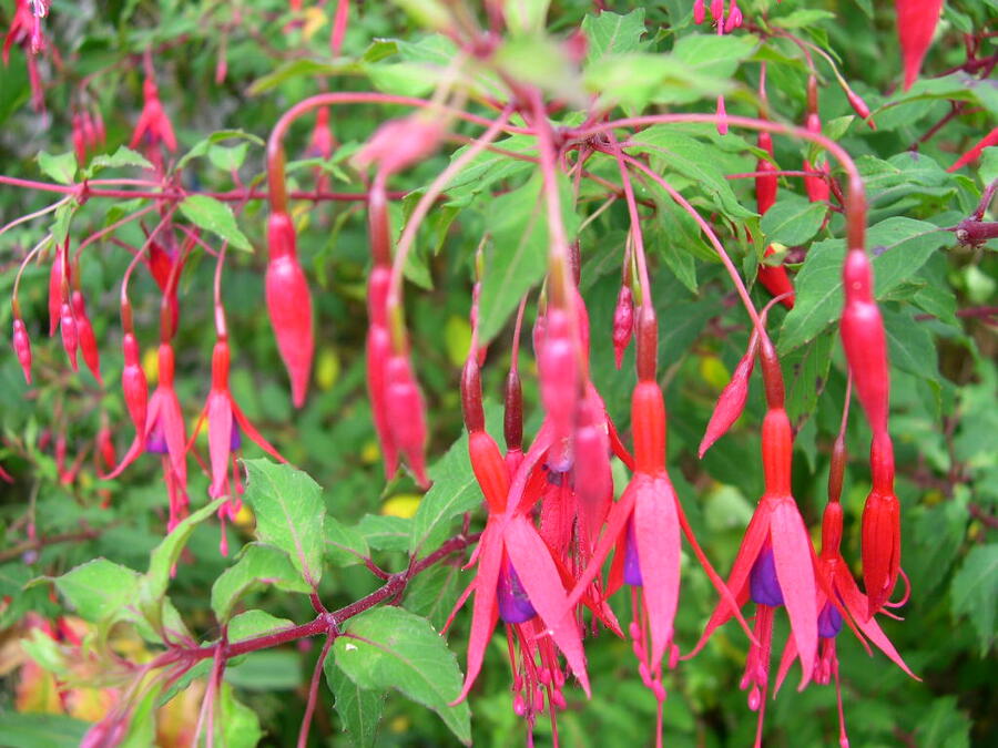 Fuchsie, čílko 'Riccartonii' - Fuchsia magellanica 'Riccartonii'